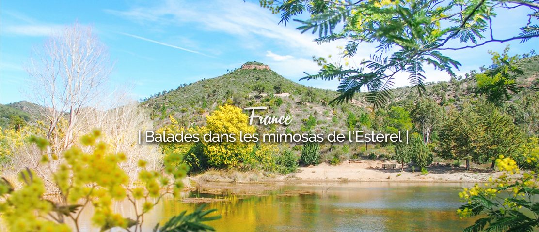 Les mimosas de l'Estérel